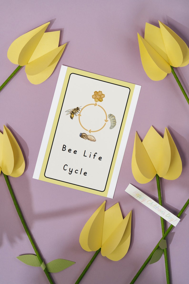 Life Cycle Flash Cards Life Cycle of a Bee Poster Digital Etsy Australia