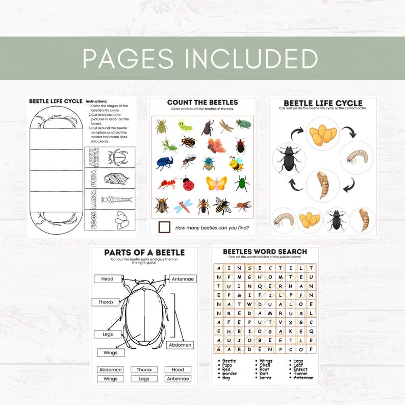 Beetle Life Cycle Activities Printable | Insect Science Worksheets for ...