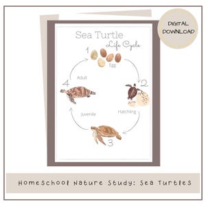 Zeeschildpad mini educatieve afdrukbare bronnen, aquarel schildpad levenscyclus en anatomie posters, instant download schildpadfeiten Flashcards