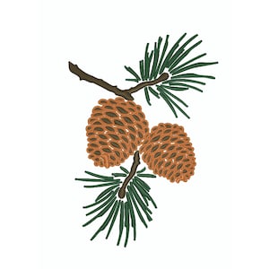 Puede incluir: Una rama de pino con dos piñas marrones. Las agujas de pino son de color verde oscuro.