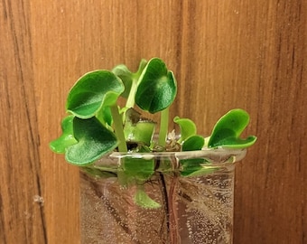 Raindrop Peperomia Rooted Plantlet
