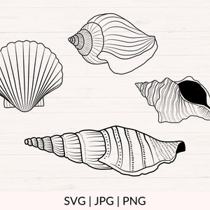 May include: Black and white line art illustration of four seashells. The shells include a scallop, a spiral conch, a conch with a dark interior, and a long, slender shell. The image includes the text "SVG | JPG | PNG".