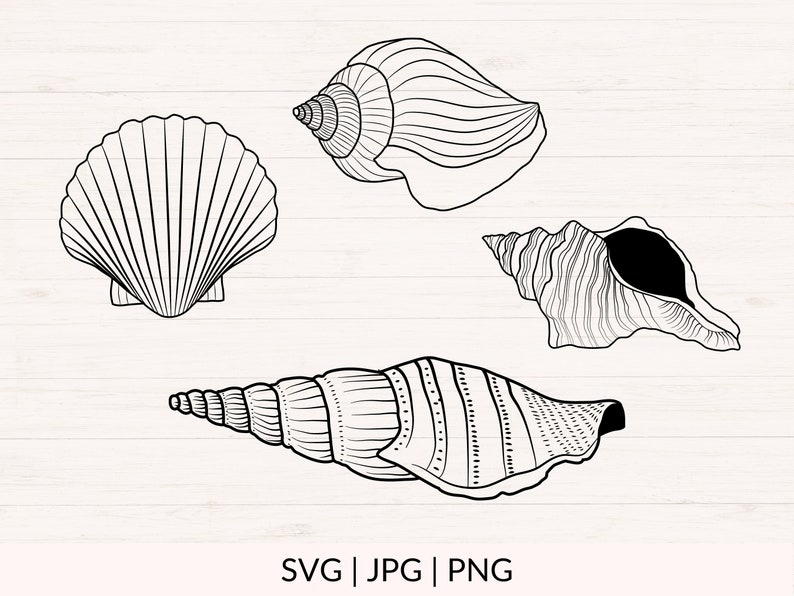 May include: Black and white line art illustration of four seashells. The shells include a scallop, a spiral conch, a conch with a dark interior, and a long, slender shell. The image includes the text "SVG | JPG | PNG".
