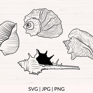 May include: Black and white line art illustration of four different seashells. The image includes the text "SVG | JPG | PNG" at the bottom, indicating file formats. The shells vary in shape and size, with detailed textures.