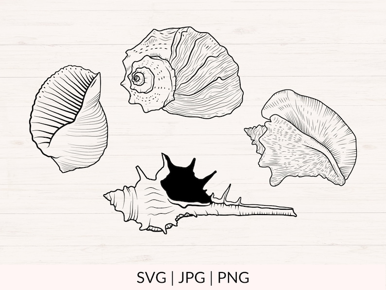 May include: Black and white line art illustration of four different seashells. The image includes the text "SVG | JPG | PNG" at the bottom, indicating file formats. The shells vary in shape and size, with detailed textures.