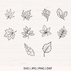 May include: A set of ten black and white line drawings of various leaf shapes. The leaves are drawn in a simple, minimalist style.