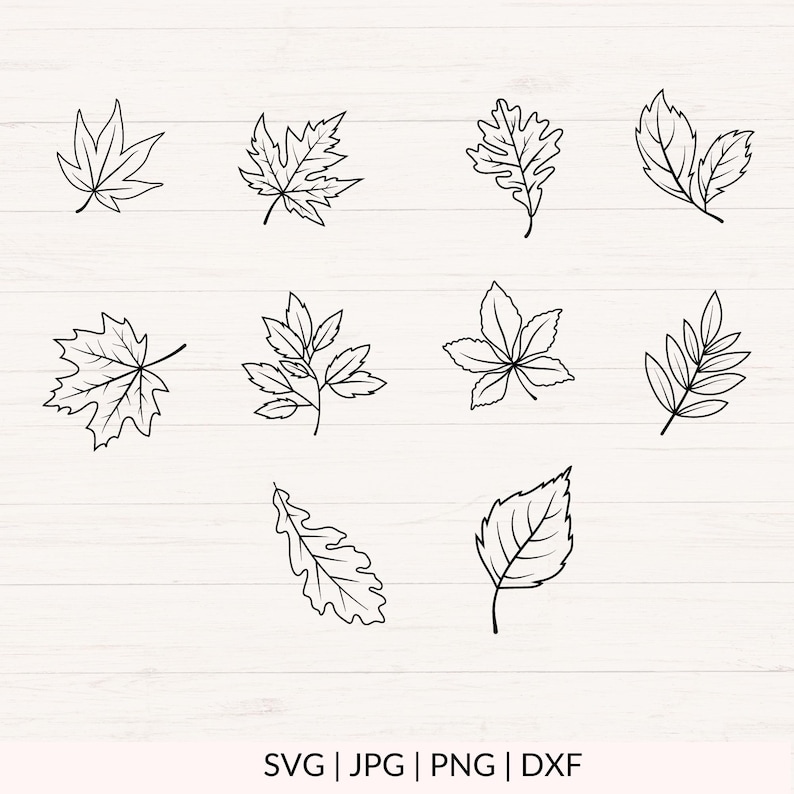 May include: A set of ten black and white line drawings of various leaf shapes. The leaves are drawn in a simple, minimalist style.