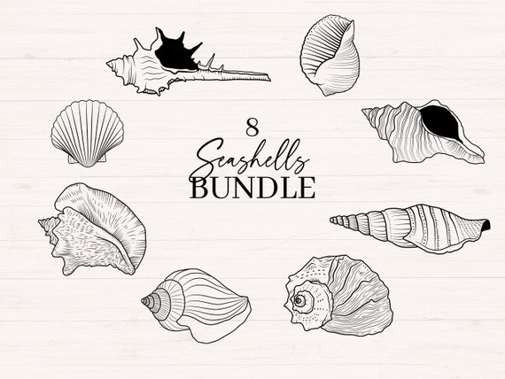 Seashells svg bundle | Includes png, jpg and svg | Shell line art, Seashell clipart, Minimalist sea shell graphic, Commercial use