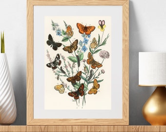 Butterfly Print Botanical Butterflies Illustration Vintage Butterfly Wall Art Digital Art Print