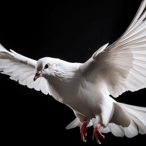 Holy Spirit White Dove Picture - Religious Wall Art for Home Decor #4