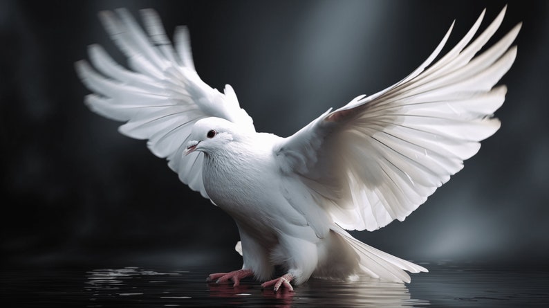 May include: A white dove with its wings spread wide, landing on a body of water. The dove's feathers are white and the water is dark.