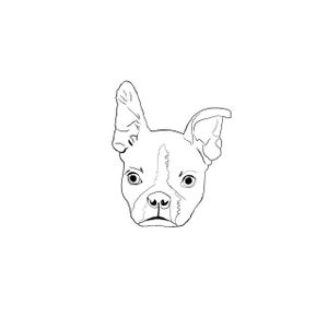 Boston terrier puppy