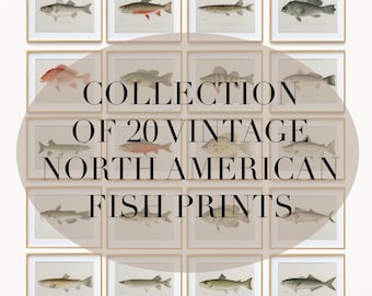 Vintage North American Fish Print Collection, Digital Download bundle, Hand Drawn Fish Prints