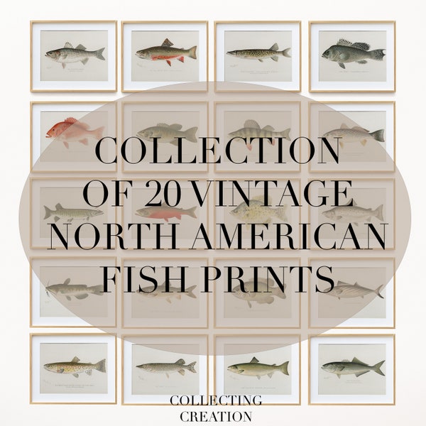 Vintage North American Fish Print Collection, Digital Download bundle, Hand Drawn Fish Prints