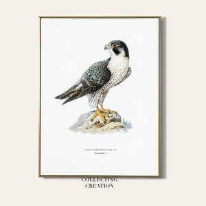 Peregrine Falcon Printable Download | High Resolution Illustration | Vintage Falcon Bird Art | Instant Download | Print at home