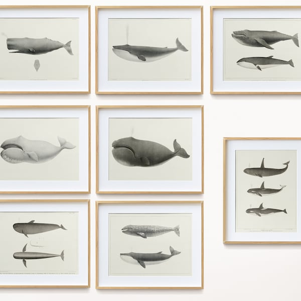 Whale Prints Bundle Collection, Digital Download High Resolution Files of Vintage Whale Prints, Pack of 8 digital prints whale prints