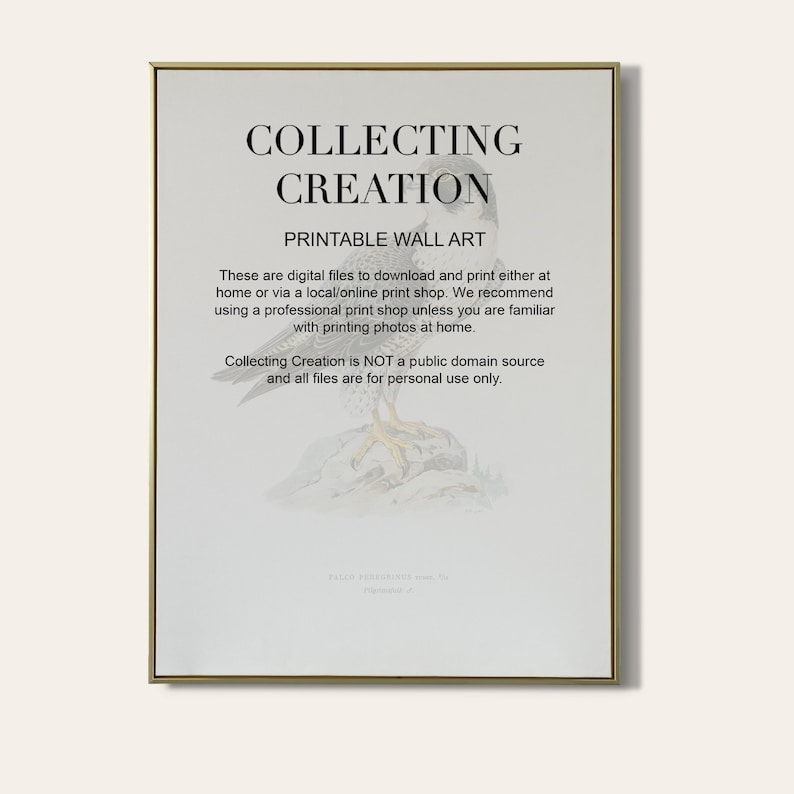 Peregrine Falcon Printable Download | High Resolution Illustration ...