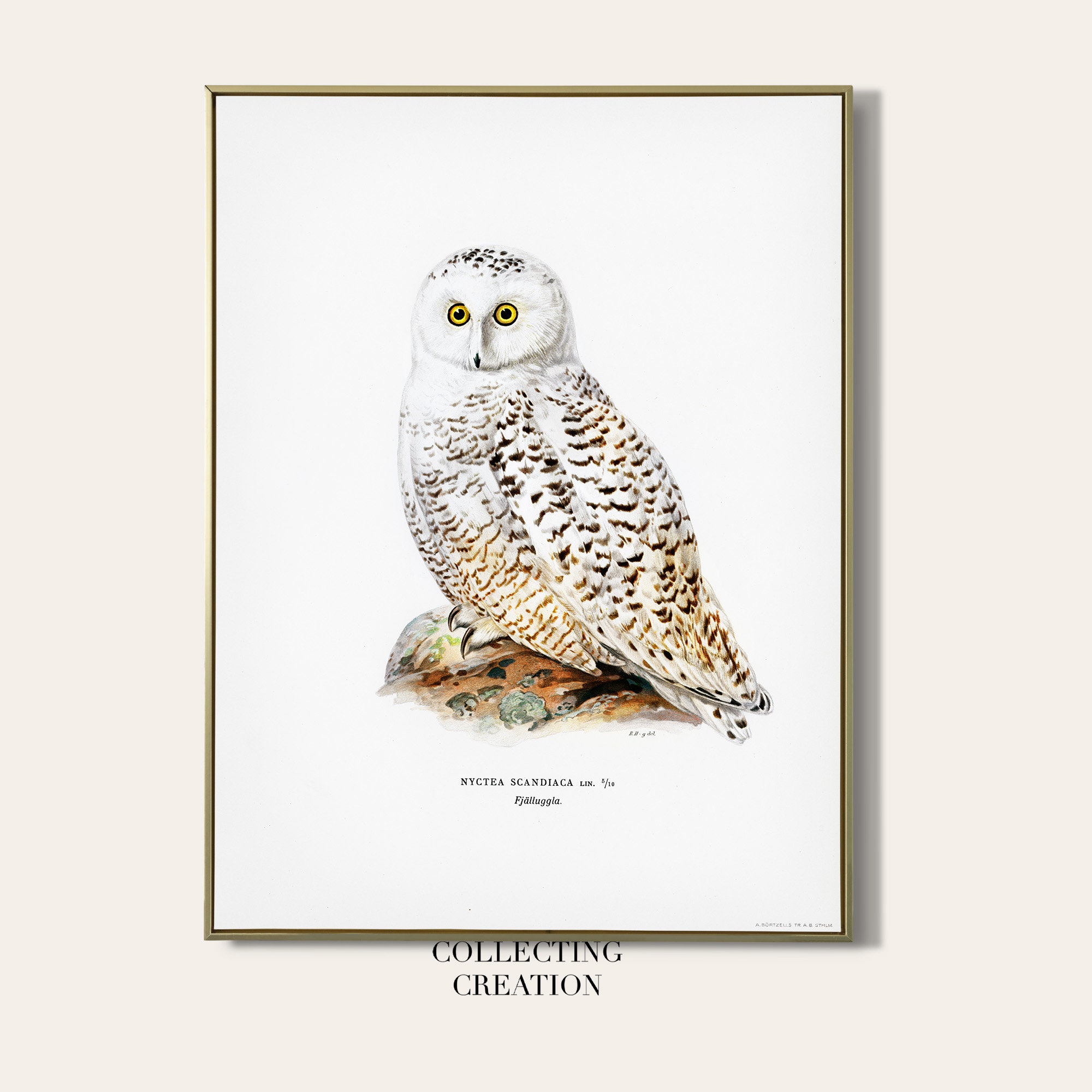 SNOWY OWL Printable Download | High Resolution Illustration | Vintage Owl Bird Art | Instant Downloa