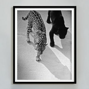 Jaguar und Gepard Print, schwarz weiß Wandkunst, Vintage Fotografie, Mode Print, 1950er Jahre, druckbare Wandkunst, digitaler Download