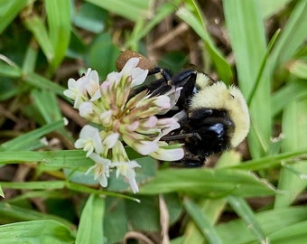 Busy bee