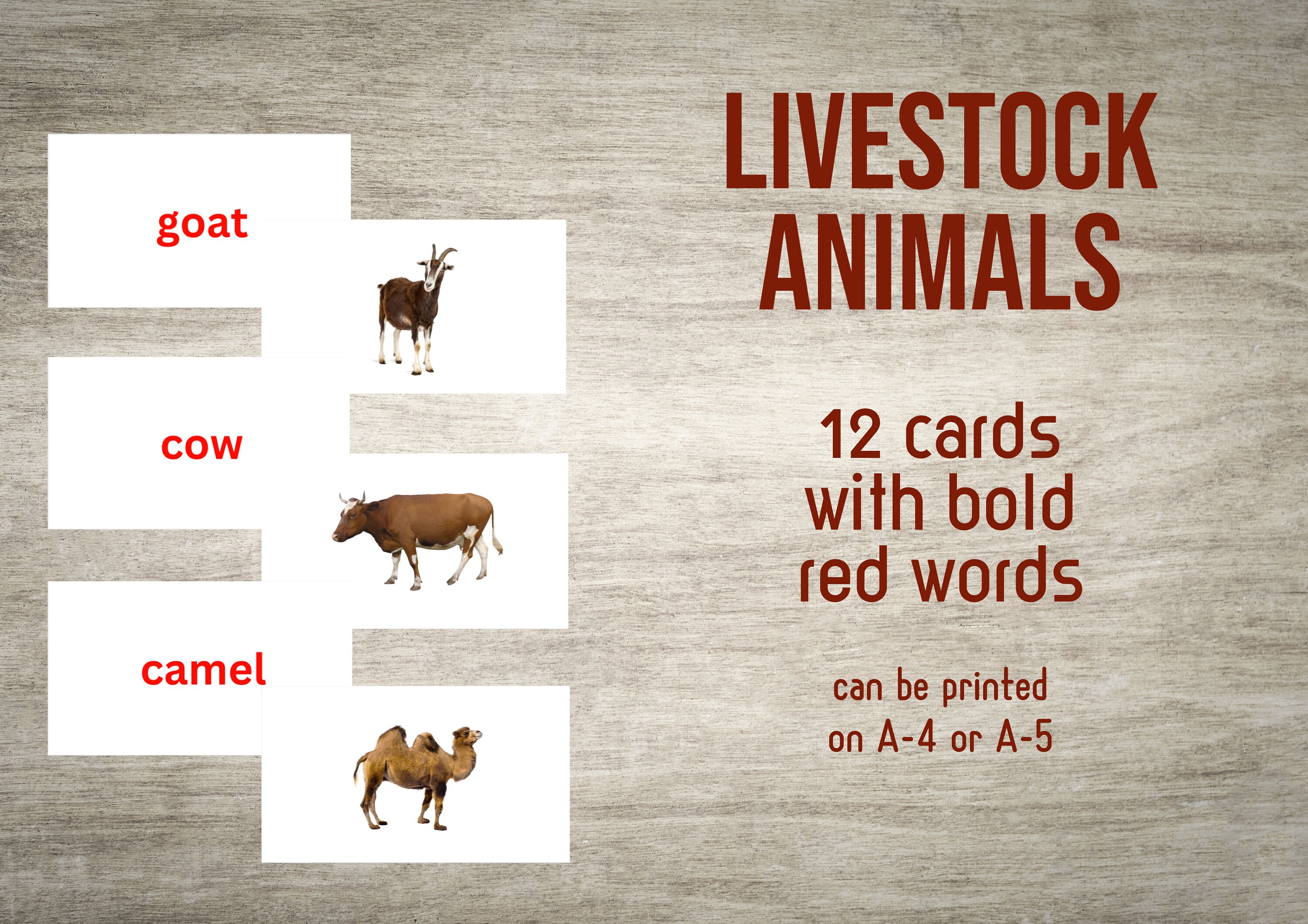 Livestock Animals Flash Cards Etsy