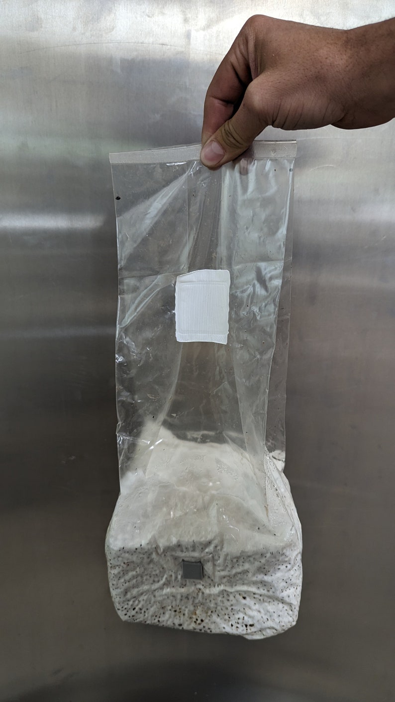 Bulk Sterilized Grain Spawn Bags. 3 Lbs Each With Injection Port. Milo