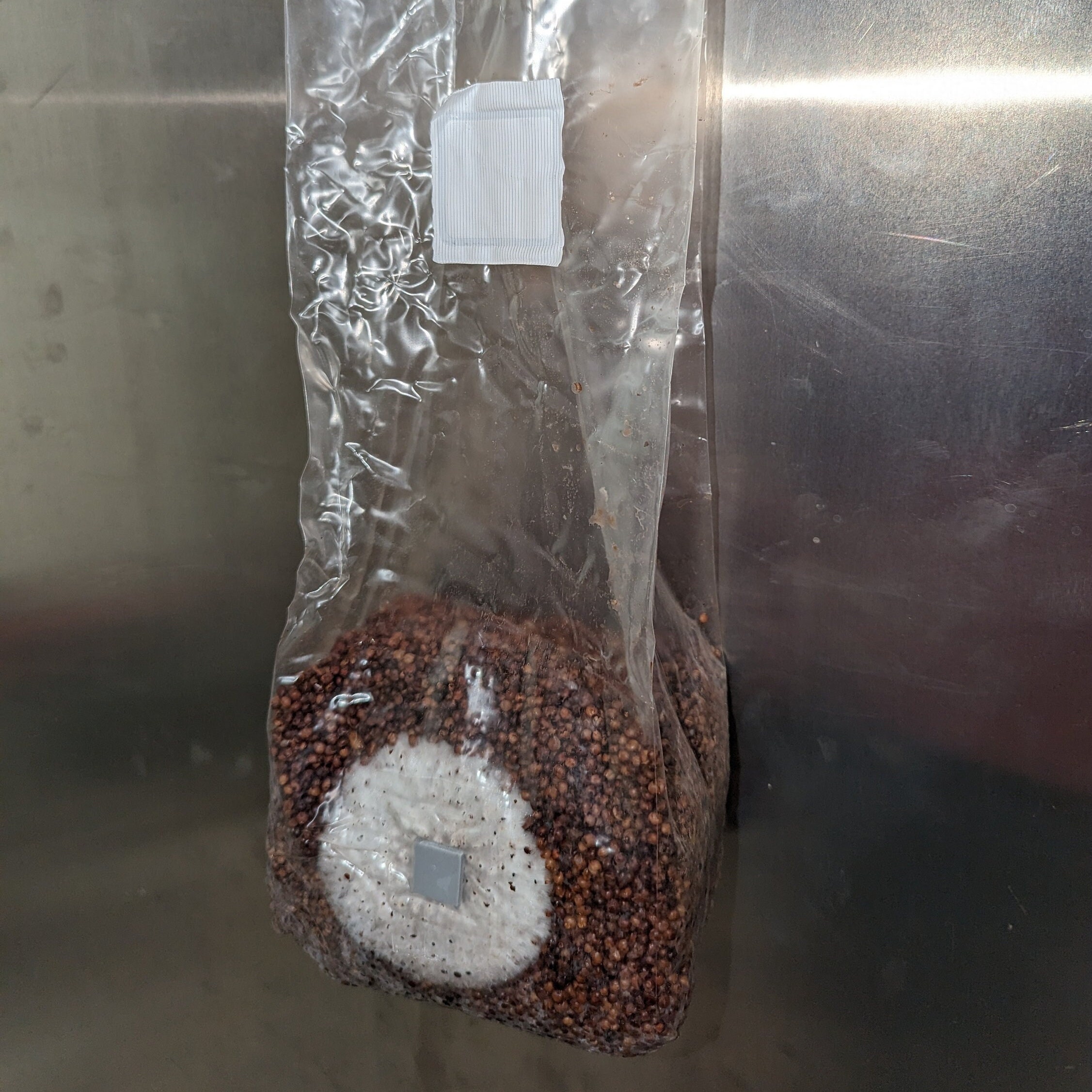 Bulk Sterilized Grain Spawn Bags. 3 Lbs Each With Injection Port. Milo ...