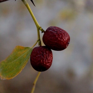 MODO FARMS Organic Jujubes From California - Dried - Perfect for ...
