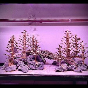 Pine forest Aquarium,Aquarium decoration, House for Fish and Shrimp,Fish Tank decor, Shrimp Tank Decor