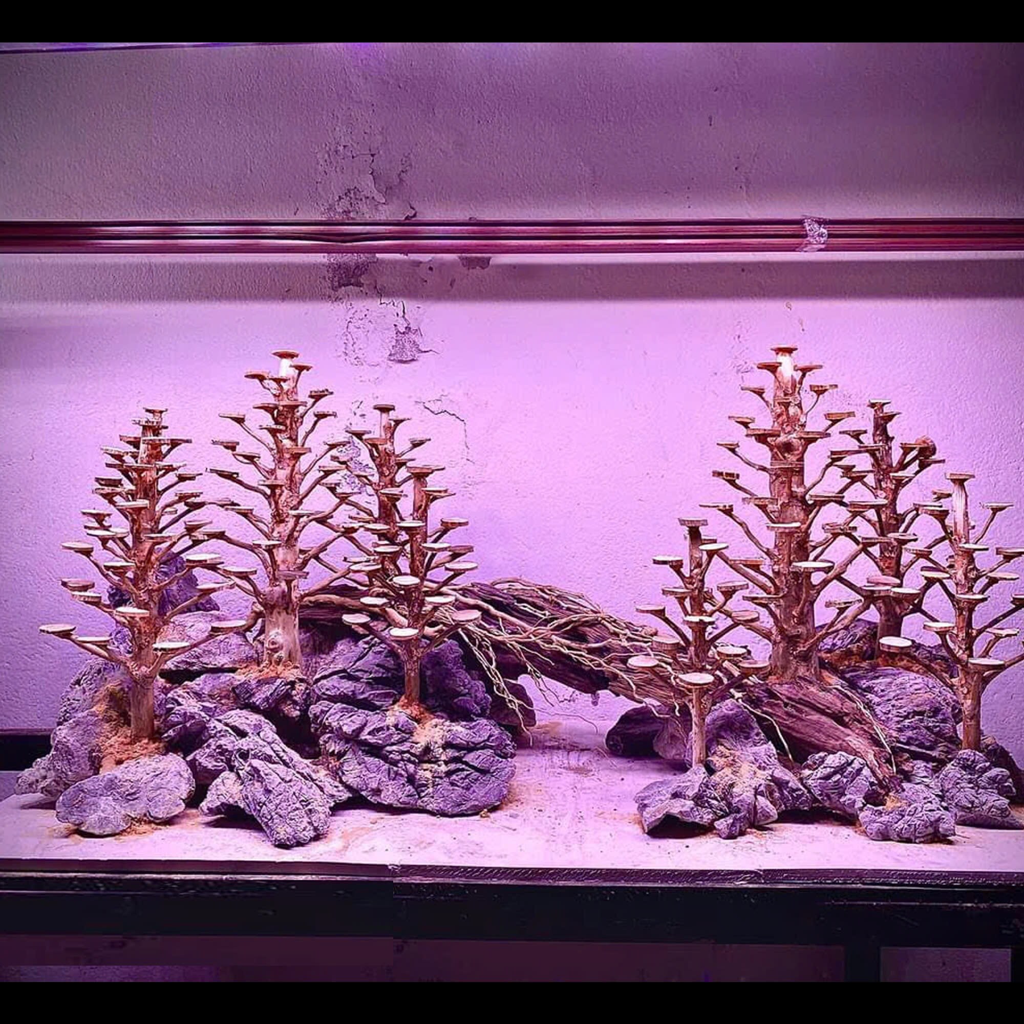 Glow In The Dark Aquarium Decor Genuine Sea TABLE CORAL 5-13 You