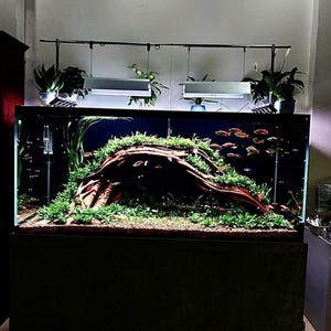 Natural Driftwood for Aquarium Tank ,Biotop Aquarium Style, House for Fish and Shrimp,Fish Tank decor, Shrimp Tank Decor
