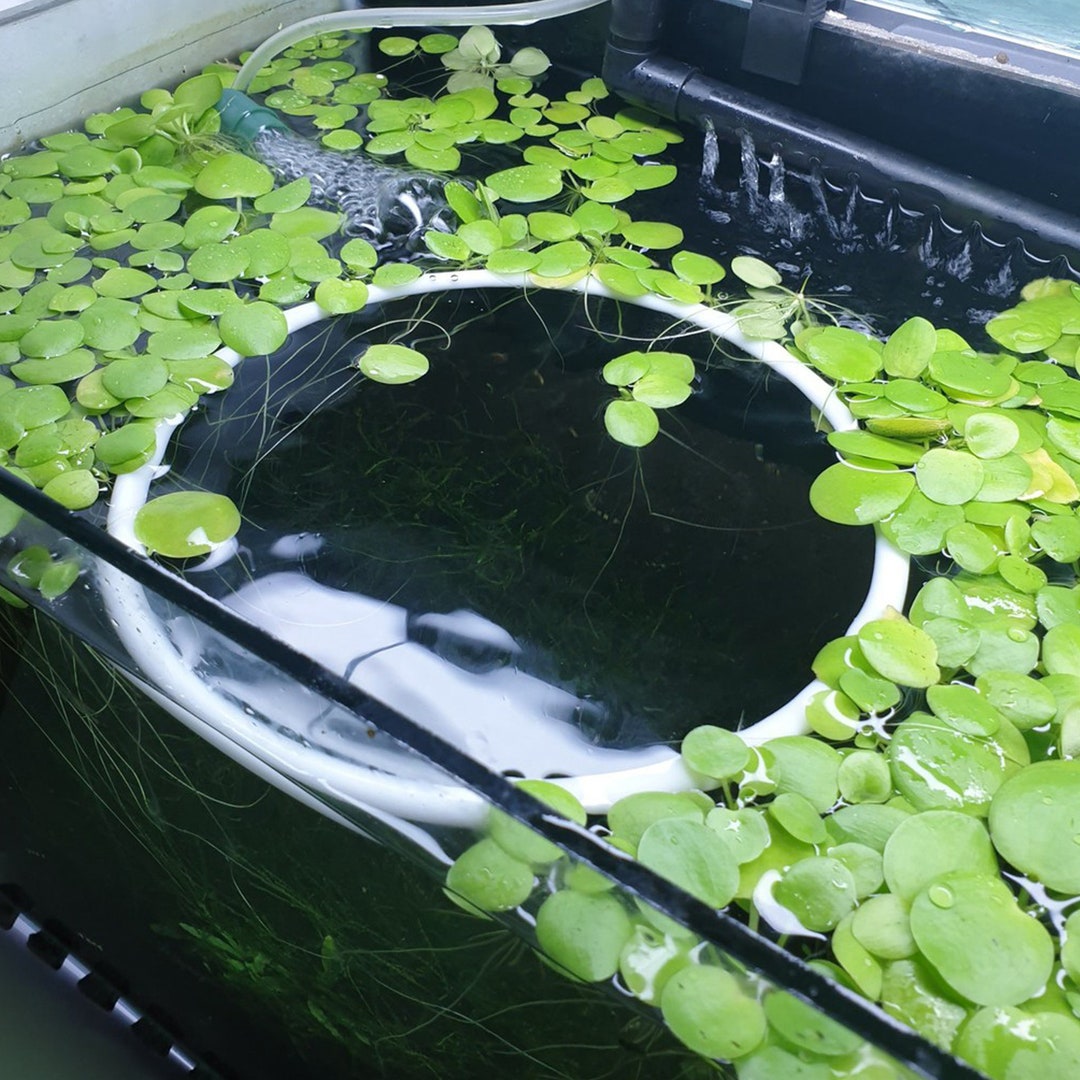 Aquarium Accessories, Fish Tank Tool Kit, Shrimp Tank Tool Kit Etsy