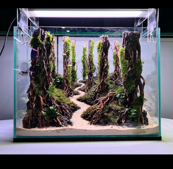 Fish Tank Natural Decorations: Transform Your Aquarium Beautifully