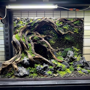 Aquarium Decorations, Unique Aquascape, Aquarium Background,Fish Tank decor, Shrimp Tank Decor