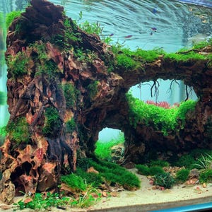 May include: An aquarium landscape featuring a large, textured rock formation with multiple openings. The rock is a mix of brown and reddish hues, covered in vibrant green moss and aquatic plants. The tank also includes small fish and a sandy substrate.