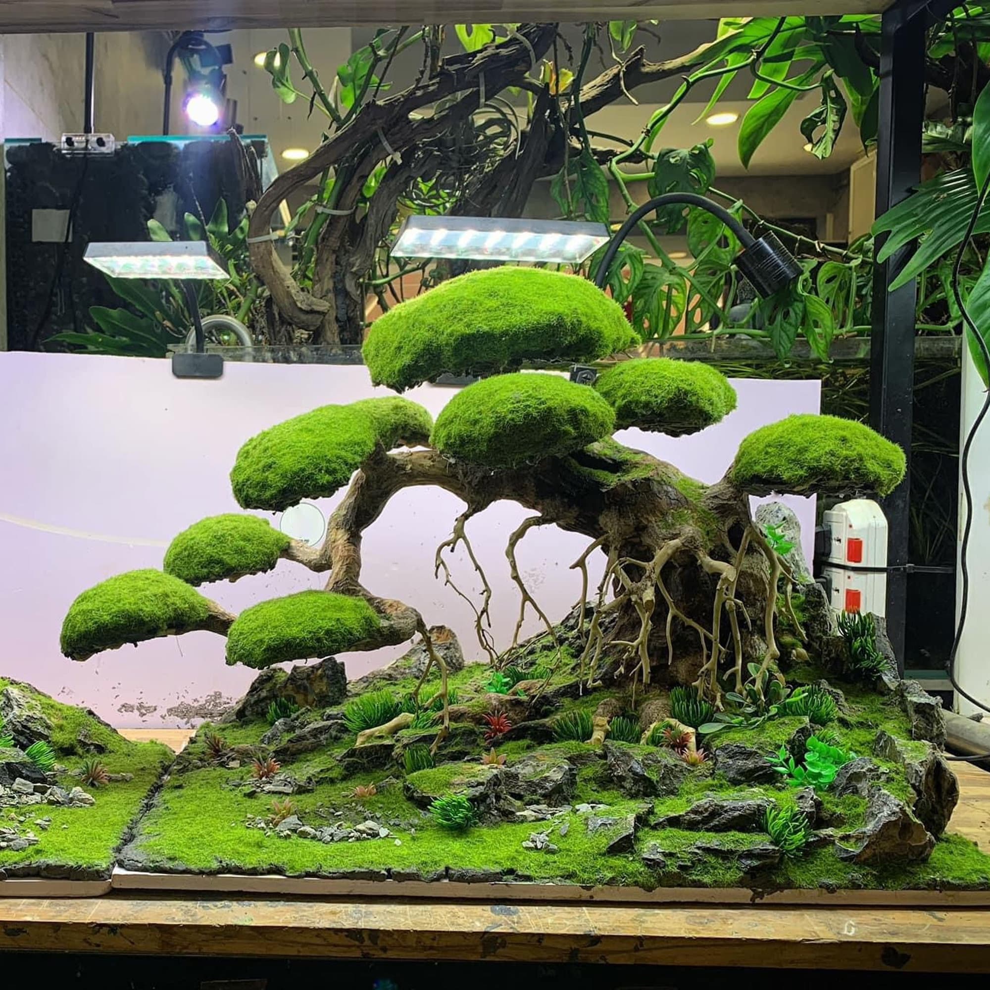 Handgefertigte Bonsai-Aquarium-Dekor: Moos-Behlter-Dekoration - Etsy.de