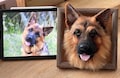 3D Wool Felt Pet Portrait | CUSTOM Wool Pet Portrait | Wool Dog / Cat Memorial Frame | Pet Lover Gift | Pet Loss Gift product logo