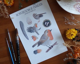 TURDIDES - Ornithological watercolor board - Print on fine arts quality & ecological hemp paper