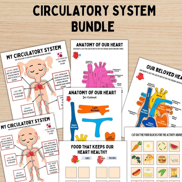 Human Anatomy Study Bundle Kids Circulatory System Heart Unit Study Homeschool Resource Montessori Material Kids Learning Binder Anatomy