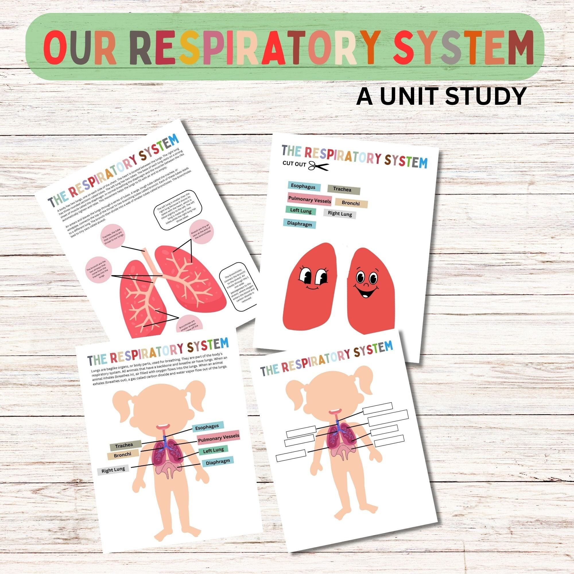 Respiratory System Bundle Human Anatomy Preschool Worksheets Toddler Activities Homeschool ...