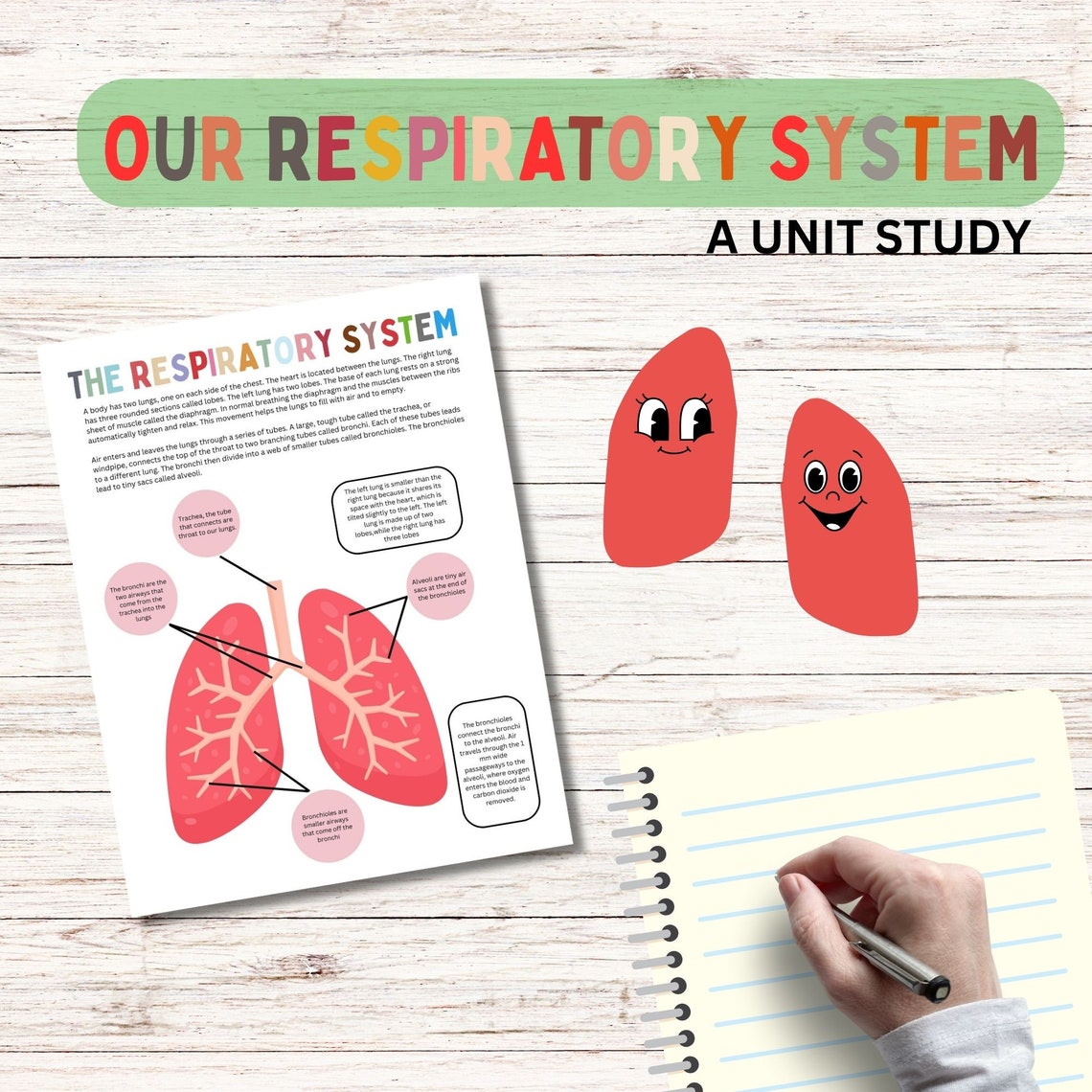 Respiratory System Bundle Human Anatomy Preschool Worksheets Toddler Activities Homeschool ...