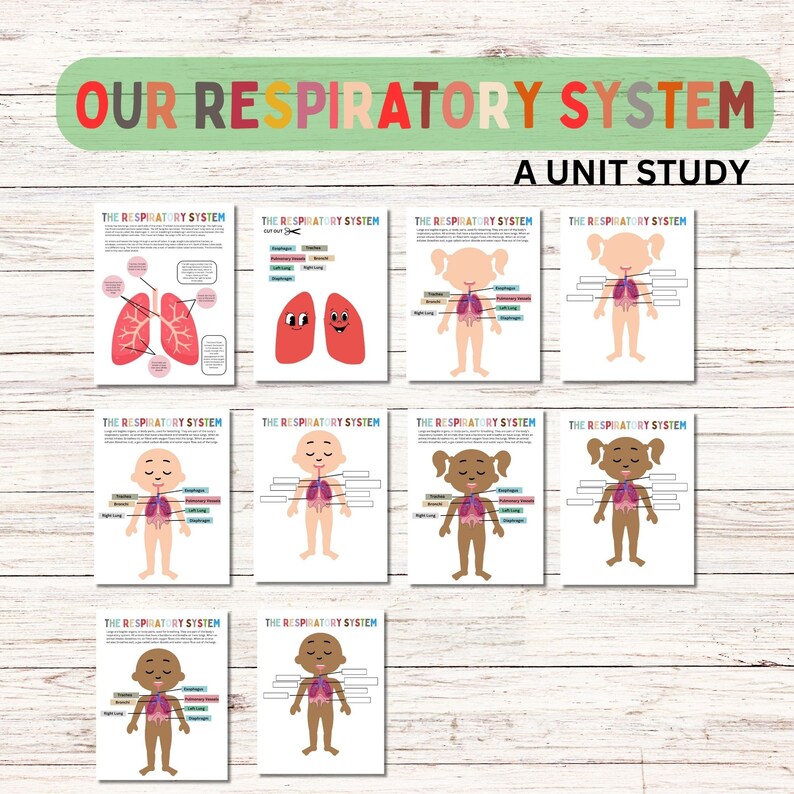 Respiratory System Bundle Human Anatomy Preschool Worksheets Toddler Activities Homeschool ...