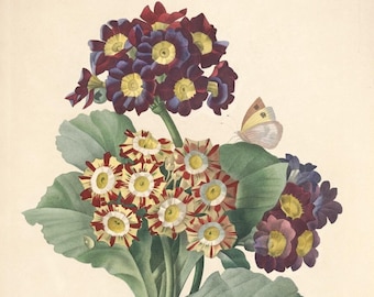 140 Vintage French Botanical Illustrations of Fruits and Flowers Published in the 1830's