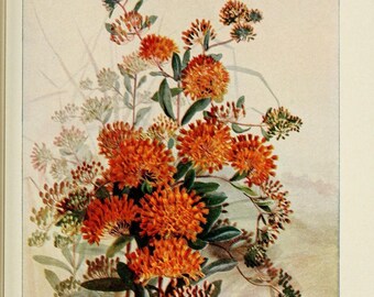 325 Garden Nursery Plant Illustrations- 1899 "Guide to Trees and Wildflowers"