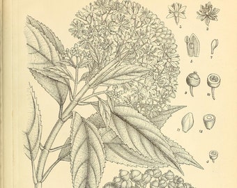 Ajurweda - 400 ilustracji botanicznych indyjskich roślin leczniczych stosowanych w ajurwedyjskich holistycznych praktykach leczniczych
