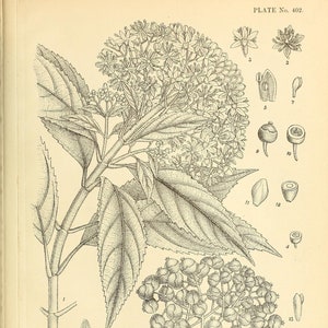 Ayurveda: 400 botanische illustraties van Indiase geneeskrachtige planten die worden gebruikt in ayurvedische holistische medische geneeswijzen