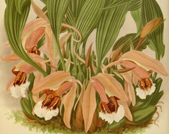 500 Orchids Collection 1 - 500 Vintage botanical print orchid illustrations for paper and textile crafting, journals, collage and decoupage