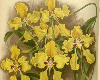 500 Orchids Collection 2 - 500 Vintage botanical print orchid illustrations for paper and textile crafting, journals, collage and decoupage