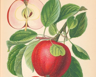 Pomology - "The Science of Fruit Growing"- Large Collection, 320 colorful 19th c. botanical illustrations of fruit plants. Named varieties.