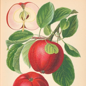 Pomologie - „Die Wissenschaft vom Obstbau“- Große Sammlung, 320 bunte 19.Jh. botanische Illustrationen von Obstgewächsen. Benannte Sorten.
